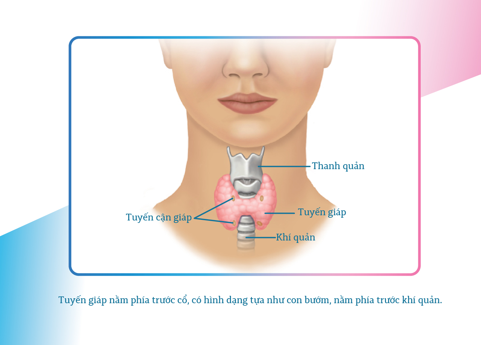 8 NGUYÊN NHÂN KHIẾN BẠN CÓ NGUY CƠ MẮC BỆNH SUY TUYẾN GIÁP